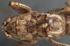 CollectionObject 1505629; d4eb3fc9-5338-4aac-82fc-24b0fd9223bc: male pronotum and tegmina, dorsal view (syntype). (CollectionObject).