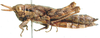Leatettix laticornis Dirsh, 1956: female, lateral view. (Otu).