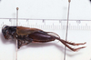 male, lateral view (lectotype). Depicts CollectionObject 1522822; b27c3b75-6e6b-43ff-8ae4-f2bebfec177b, a CollectionObject.