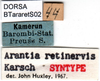 CollectionObject 1501749; a8bc3dbc-cbc7-463e-ad73-23d7cdfc74ec: male labels (syntype). (CollectionObject).
