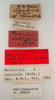 CollectionObject 1504682; 07a99841-148f-412c-b4d0-23aecb6017fa: female, labels (holotype of Monistria umbratilis). (CollectionObject).