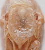 Head: !! display not done !! on Lawana candida (Fabricius, 1798): (Observation).