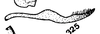 Stylus: !! display not done !! on Stictocephala lutea (Walker, 1851): (Observation).