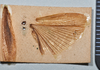 CollectionObject 1553135; 2e9a1ea7-b405-4e40-ae29-1932390f9fd7: copyright NTUC. wings (syntype). (CollectionObject).;CollectionObject 1553136; 466b79e0-966e-4969-a1a2-3a25a138e2a2: copyright NTUC. wings (syntype). (CollectionObject).