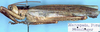 CollectionObject 1531891; c8db3bc2-4f27-4f43-92ff-524dde765860: male, lateral view (holotype). (CollectionObject).
