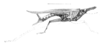 Rhynchotettix rostratus Hancock, 1907: Pl. 21 Fig. 7. female habitus (body length 14.8, pronotum 11.8, hind femur 6 mm). (Otu).