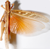 Ornithacris turbida (Walker, 1870): dorsal view. (Otu).