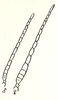 Stenoxyphula excisa (Ramme, 1941): Fig. 16. male and female antennae. (Otu).