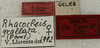 CollectionObject 1535994; 0135e7ad-417e-4968-ad7c-8543bef6b667: labels (syntype). (CollectionObject).