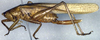CollectionObject 1503302; 991074cc-f15e-4e31-8e42-c25258cabb46: female, lateral view (allotype). (CollectionObject).