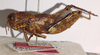 CollectionObject 2765238; 20b6018c-cdba-4f3d-89a4-3c02c399a196: female, lateral view (paralectotype). (CollectionObject).
