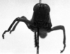 CollectionObject 1506423; d24da808-3b67-4803-8759-21e03e327b11: Image Carbonell, C.S. male, frontal view (holotype). (CollectionObject).
