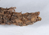 CollectionObject 1556946; 5751e413-6aab-414d-8c72-f3d4e9de5aef: copyright ANSP. female: end of abdomen, ventral view (holotype). (CollectionObject).