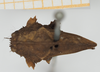 CollectionObject 1518022; d9072137-f516-4646-82bd-56b25b4ca522, NHMUK10924418: female, dorsal view (holotype). (CollectionObject).