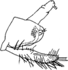 Pygofer, lateral view on Apheliona Kirkaldy, 1907: genital capsule, lateral. (Observation).
