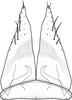 Subgenital plate, ventral view on Brazosa mildredireanae Pinedo-Escatel & Dietrich, 2020: valve and subgenital plate, ventral aspect. (Observation).