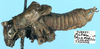 CollectionObject 1517484; 6c7ebbc7-a0bf-4e52-9620-ad03d47bae3d: male, lateral view (holotype). (CollectionObject).
