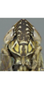 Head on Arocephalus (Arocephalus) longiceps (Kirschbaum, 1868): Face. (Observation).