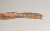 CollectionObject 1557160; NHMUK(SF IMPORT DUPLICATE) 844727, 344c458a-a35b-42a3-8085-5ec5de9d102f: copyright Natural History Museum, London. female: end of abdomen, dorsal view (holotype). (CollectionObject).