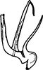 Aedeagus, lateral view on Anufrievia zelta Dworakowska, 1977: (Observation).