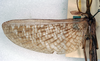 CollectionObject 1558178; NMW 869, 62bb2651-3365-4342-8a9e-dc36b257d7c3: copyright NHMW, Vienna. male, wings of synonym Acrophylla aliena (lectotype). (CollectionObject).