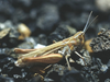Omocestus (Dirshius) simonyi (Krauss, 1892): individual from Lanzarote. (Otu).