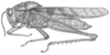Fig. 7. male habitus (specimen from Brail, Rio de Janeiro, Floresta de Tijuca). Depicts Xyleus discoideus discoideus (Serville, 1831), an Otu.