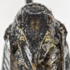 Head: (Observation).