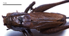 CollectionObject 1532071; fdbcf561-3b7a-40b7-a12a-873c015467af: female, dorsal view (syntype). (CollectionObject).