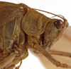 CollectionObject 1529780; 54d9f6c1-35b8-4a9f-bbd4-829139cdfc08: female pronotum, lateral view (holotype). (CollectionObject).