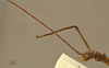CollectionObject 1557636; 53c90a23-88f5-4740-acf4-a9ed4b7c3302: copyright RBINS Brussels. male head, lateral view (holotype). (CollectionObject).