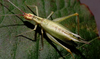 Oecanthus latipennis Riley, 1881: female (Ashford, CT, USA). (Otu).