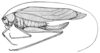 Grammadera rostrata Rehn, 1907: Fig. 10 (after type). female habitus (length of pronotum 5 mm, tegmen 29.5 mm, hind femur 18.3 mm, ovipositor 11.5 mm). (Otu).