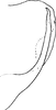 Pygofer, lateral view: Pygofer, lateral view. (Observation).