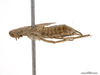 CollectionObject 1863267; 1b178631-e493-40dc-8fc5-c6f5f48f775d: (CollectionObject).