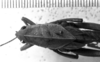 CollectionObject 1530125; 928e1b57-ea64-424e-a816-b1c677647c3c: Image Carbonell, C.S. female head and pronotum, dorsal view (holotype). (CollectionObject).