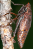 Live specimen: !! display not done !! on Errhomenus brachypterus Fieber, 1866: (Observation).