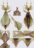CollectionObject 1591618; fec796e0-e900-452c-b134-2ad869d78b5a: copyright RBINS, Brussels. female (paratype). (CollectionObject).;CollectionObject 1591619; 34b5484a-9790-4d65-b73f-b6cdf22b6d4e: copyright RBINS, Brussels. female (paratype). (CollectionObject).