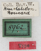 CollectionObject 1531296; c91e1f09-30d7-470c-983c-8e6929d4ea16: labels (holotype). (CollectionObject).