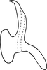 Aedeagus, lateral view on Erythridula parvispicata (Beamer, 1930): Aedeagus (holotype), lateral view. (Observation).