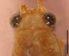 CollectionObject 1586786; 3611040b-9cb9-4b7c-b2b1-ff4ff370fce1: male, head in dorsal view, scale bar 2 mm. (CollectionObject).