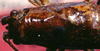 Canariola willemsei Morales-Agacino, 1959: female pronotum, dorsal view (paratype). (Otu).