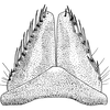 Subgenital plate: !! display not done !! on Allygus mixtus (Fabricius, 1794): Subgenital plate. (Observation).