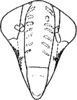 Head: !! display not done !! on Alebrasca expansa (Dworakowska, 1995): Face. (Observation).
