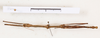 CollectionObject 1561484; 9996d593-163b-4fa3-bf89-4646e1084155: copyright MHNG Geneva. male, dorsal view (holotype). (CollectionObject).