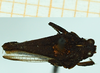 CollectionObject 1587004; 7f3e1e5a-1ffd-4b43-8425-bb7f80abe960, NHMUK010924802: male, dorsal view (paratype of Apotettix eurycephalus). (CollectionObject).