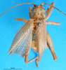 CollectionObject 1502554; 5225a78d-c180-47f9-bad5-8e462d24789e: male, dorsal view. (CollectionObject).
