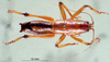 CollectionObject 1507370; 9691df39-70be-4618-b825-854e29ecb40a: male, dorsal view (holotype). (CollectionObject).