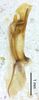 CollectionObject 1523682; 67da3785-dc28-4c80-87d3-3f7b2977fb99, ANSP1113: male genitalia, lateral view (holotype). (CollectionObject).