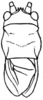 Rhabdocerca caudelli (Rehn & Hebard, 1914): Fig. 52. male, head pronotum and tegmina, dorsal outline. (Otu).